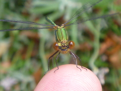 Chalcolestes viridis