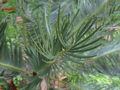 Encephalartos cycadifolius