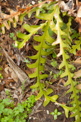 Selenicereus anthonyanus