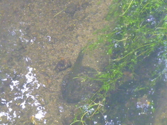 Esox lucius