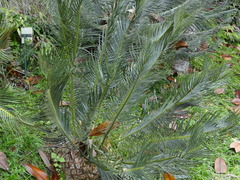 Encephalartos cycadifolius
