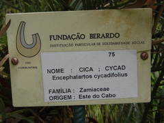 Encephalartos cycadifolius