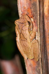 Polypedates cruciger