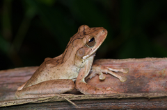 Polypedates cruciger