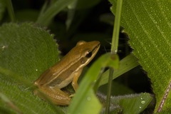 Indosylvirana aurantiaca