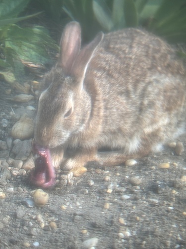 Eastern Cottontail photographed in New York