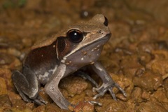 Clinotarsus curtipes