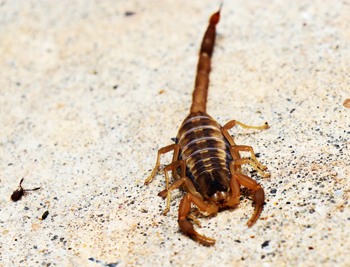 Striped Bark Scorpion