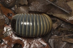 Arthrosphaera