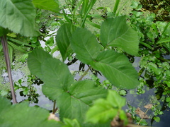 Angelica sylvestris