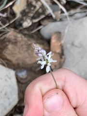 Polygala alba
