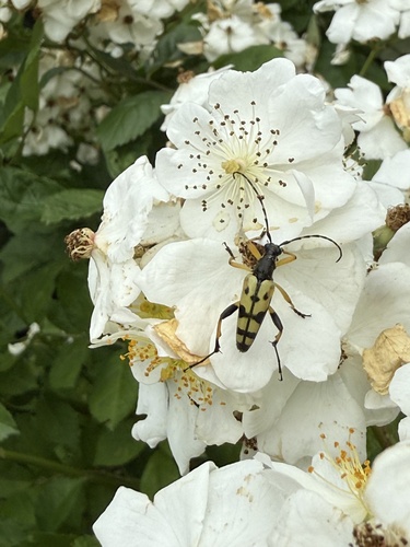 Gefleckter Schmalbock