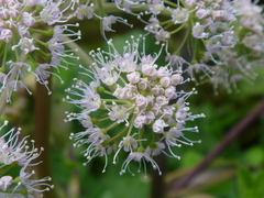 Angelica sylvestris