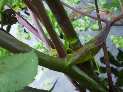 Angelica sylvestris