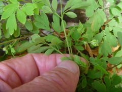 Pseudofumaria lutea