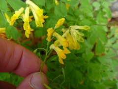 Pseudofumaria lutea