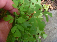 Pseudofumaria lutea