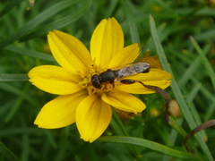 Syritta pipiens