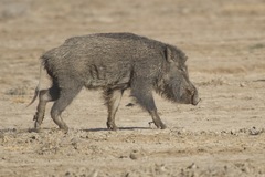 Sus scrofa cristatus
