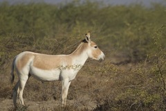 Equus hemionus khur