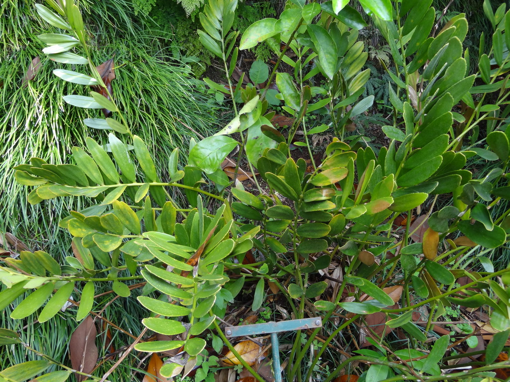 cardboard cycad from Monte, Funchal, Portugal on June 19, 2015 at 12:54 ...