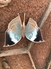 Kallima horsfieldii