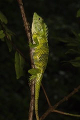 Calotes nemoricola