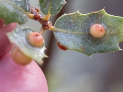 Xanthoteras eburneum