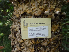 Encephalartos natalensis