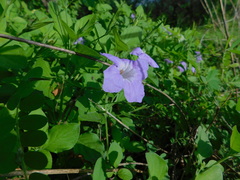 Ruellia intermedia