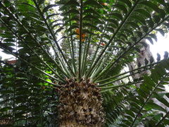Encephalartos natalensis