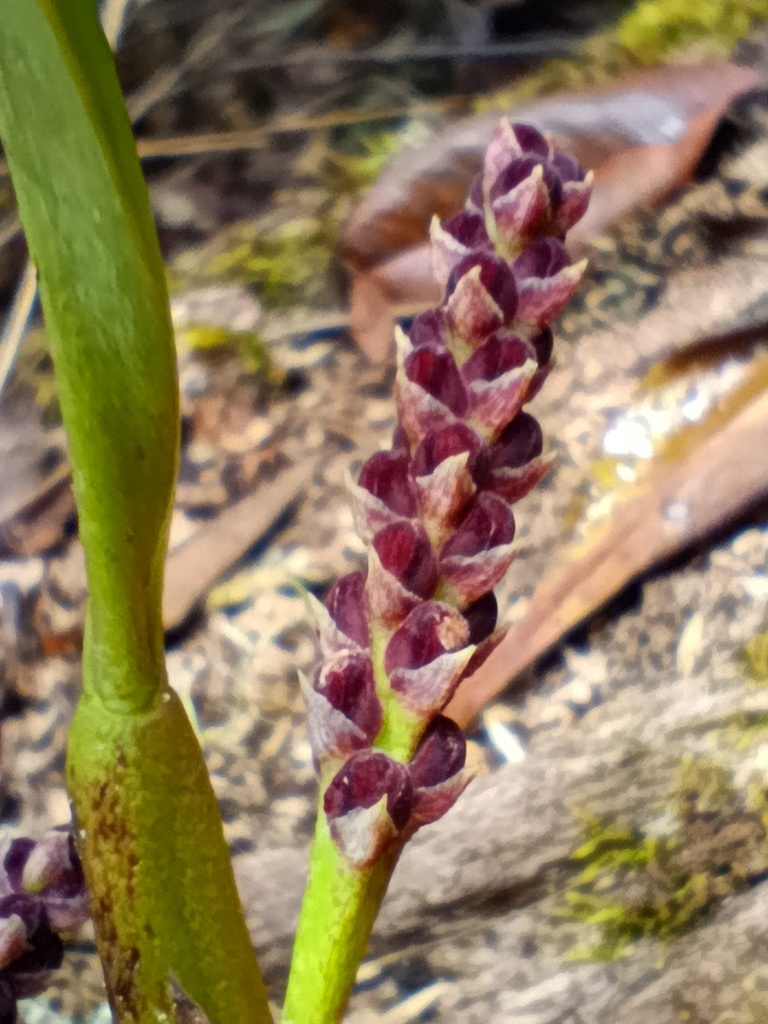 Bulbophyllum cyclanthum
