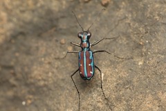 Jansenia azureocincta