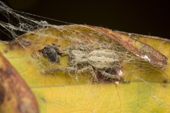 Stegodyphus sarasinorum