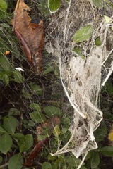 Stegodyphus sarasinorum