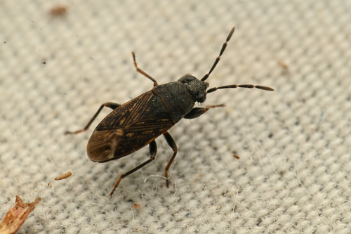 Peritrechus fraternus
