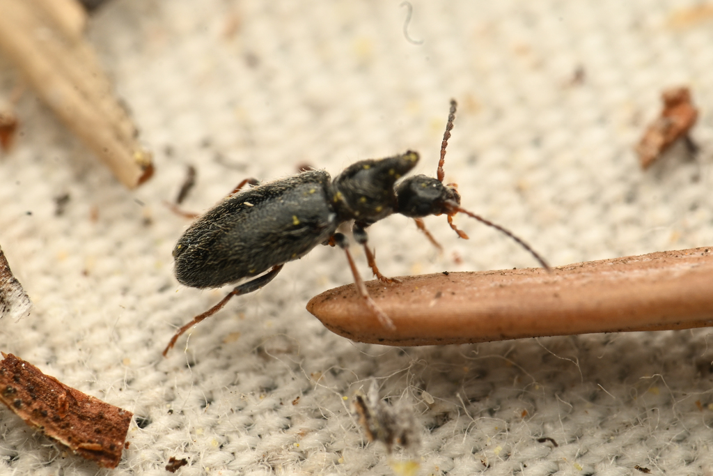 Notoxus nevadensis