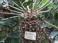 Encephalartos latifrons