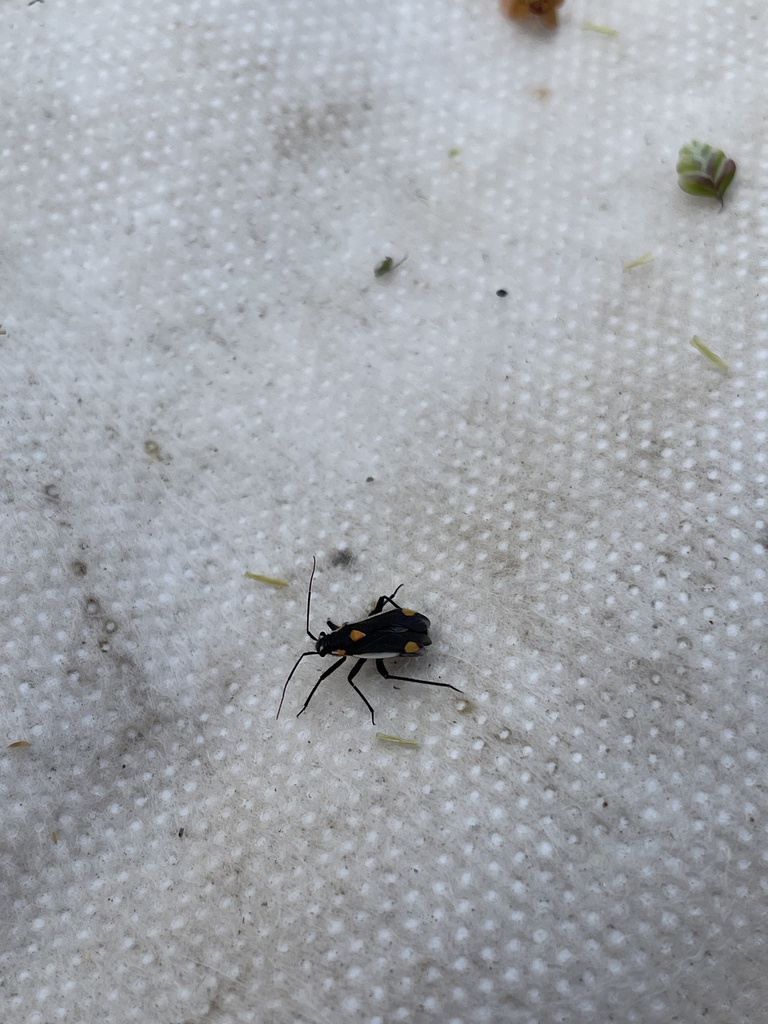 gothic plant bug from Seehof, Lunz am See, Niederösterreich, AT on June ...