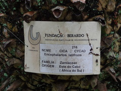 Encephalartos latifrons