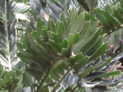 Encephalartos latifrons