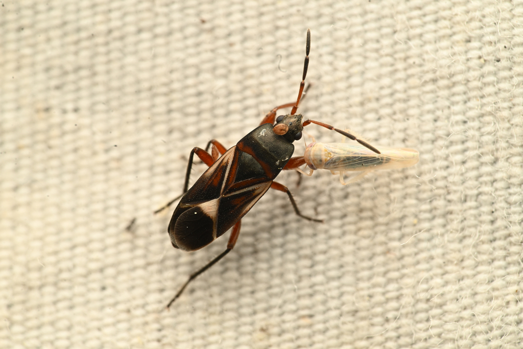 Malezonotus angustatus