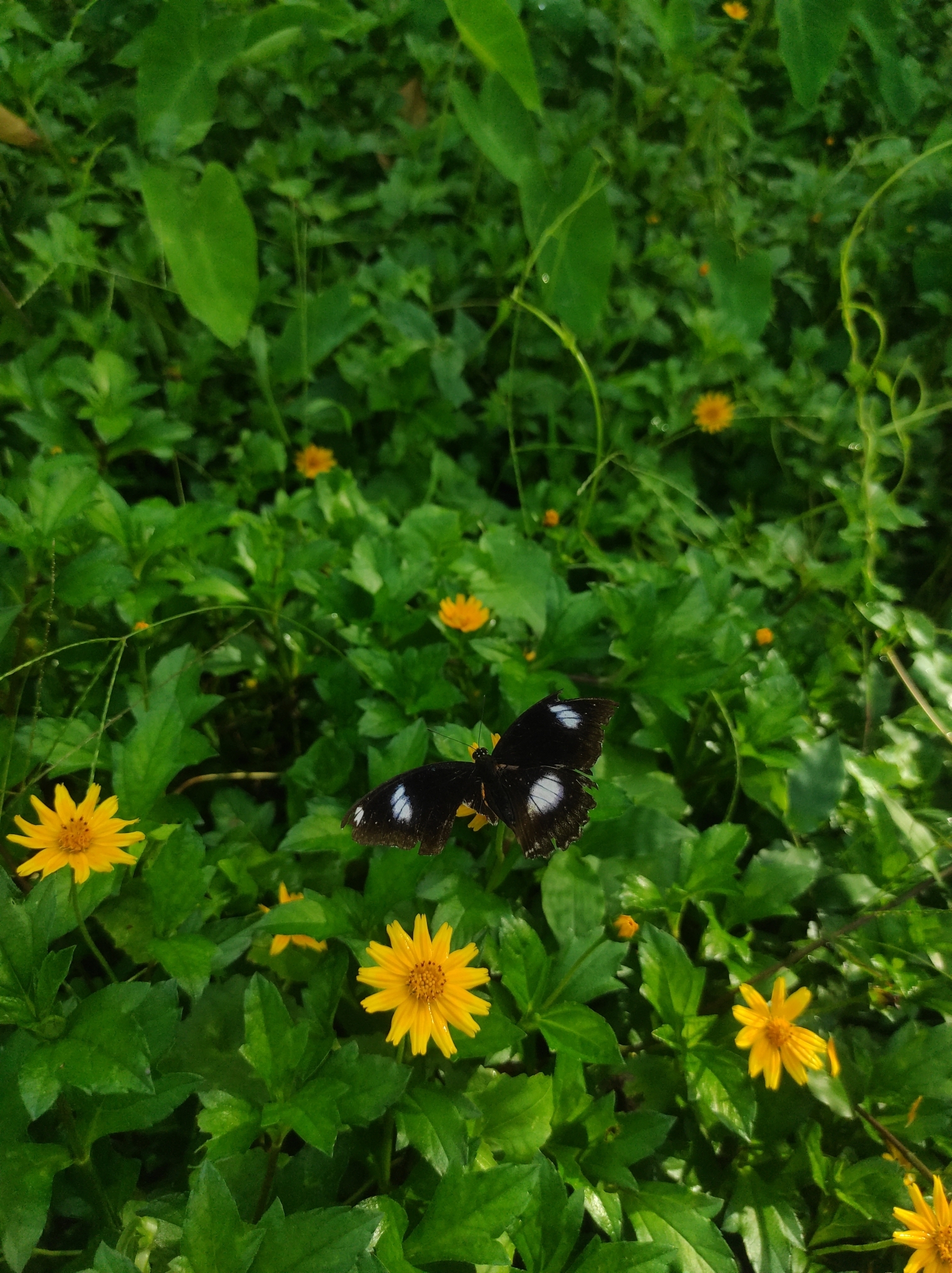 Great Eggfly
