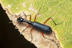 Neocollyris