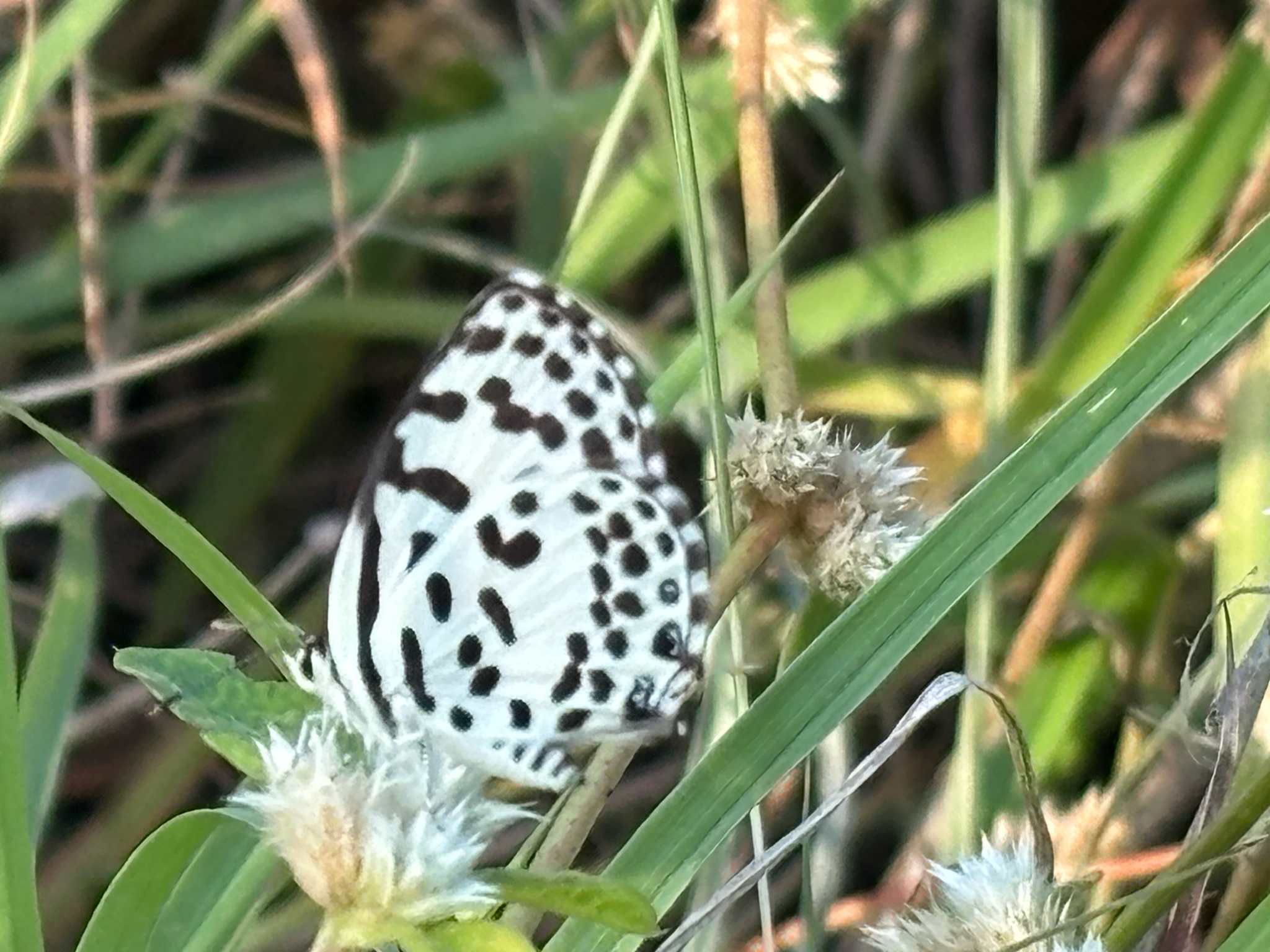 Common Pierrot