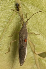 Aschistocoris brevicornis