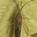 Aschistocoris brevicornis - Photo (c) Satyen Mehta, some rights reserved (CC BY-NC), uploaded by Satyen Mehta