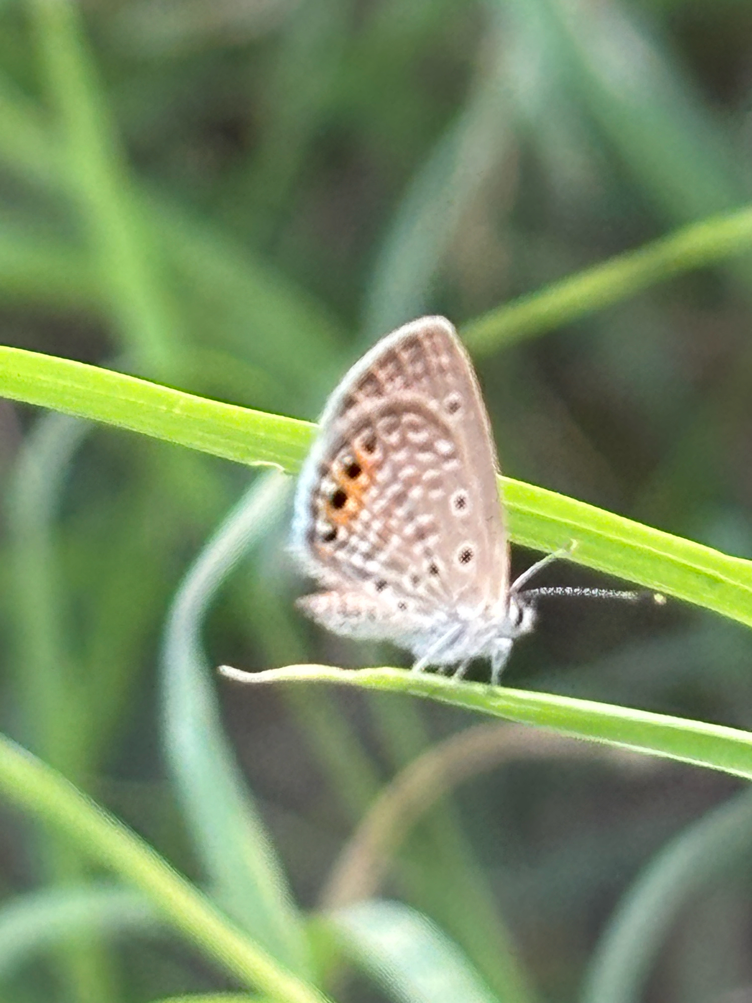 Orange-Spotted Grass Jewel