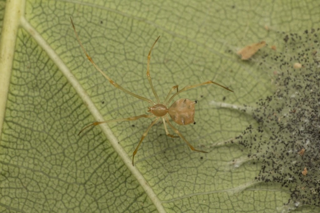 Four-spotted Ant Mimic
