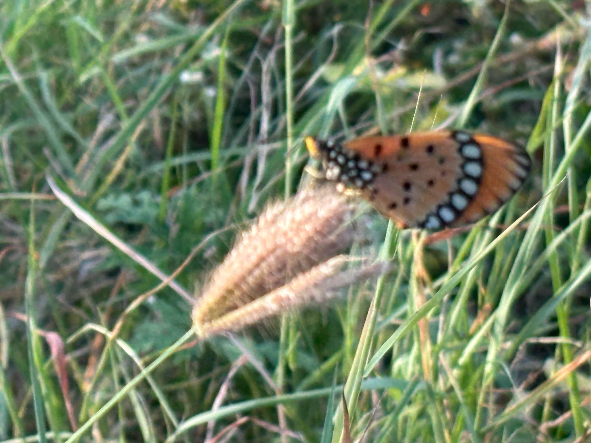 Tawny Coster